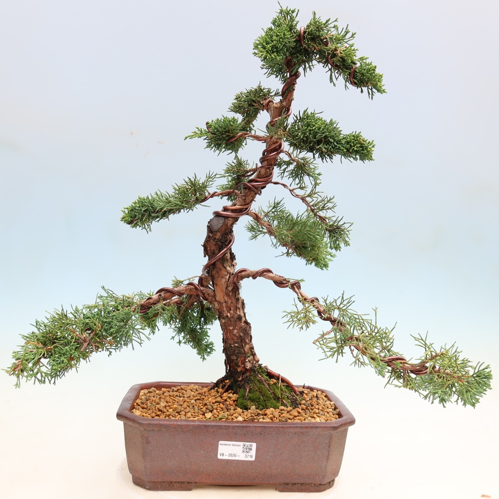 Vonkajší bonsaj - Juniperus chinensis Kishu