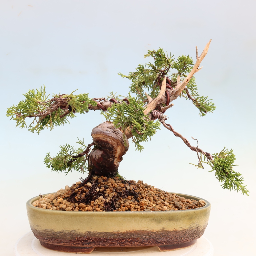 Vonkajší bonsai – Juniperus chinensis Itoigawa – čínsky jalovec