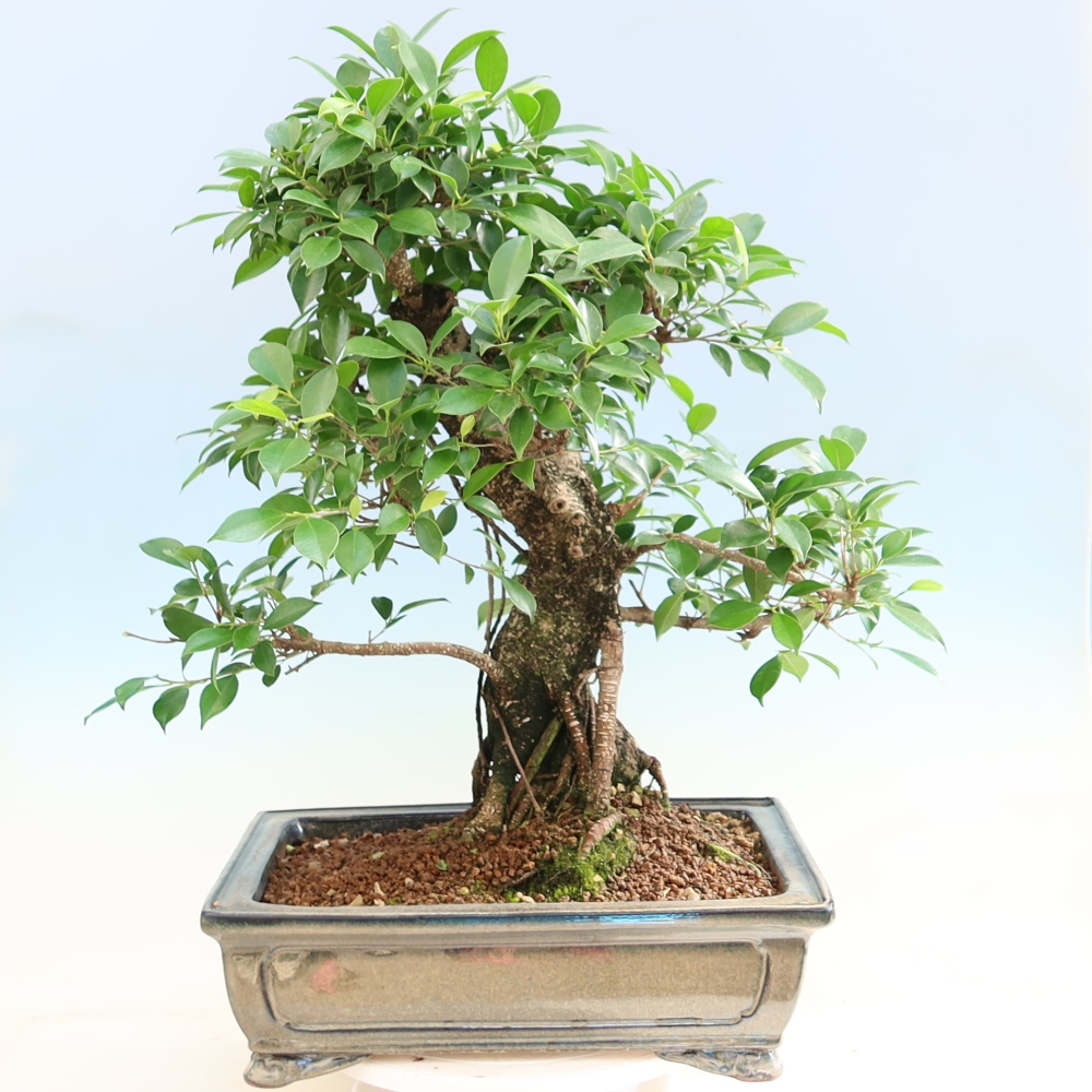 Izbové bonsaje - Ficus kimmen - drobnolistý fikus