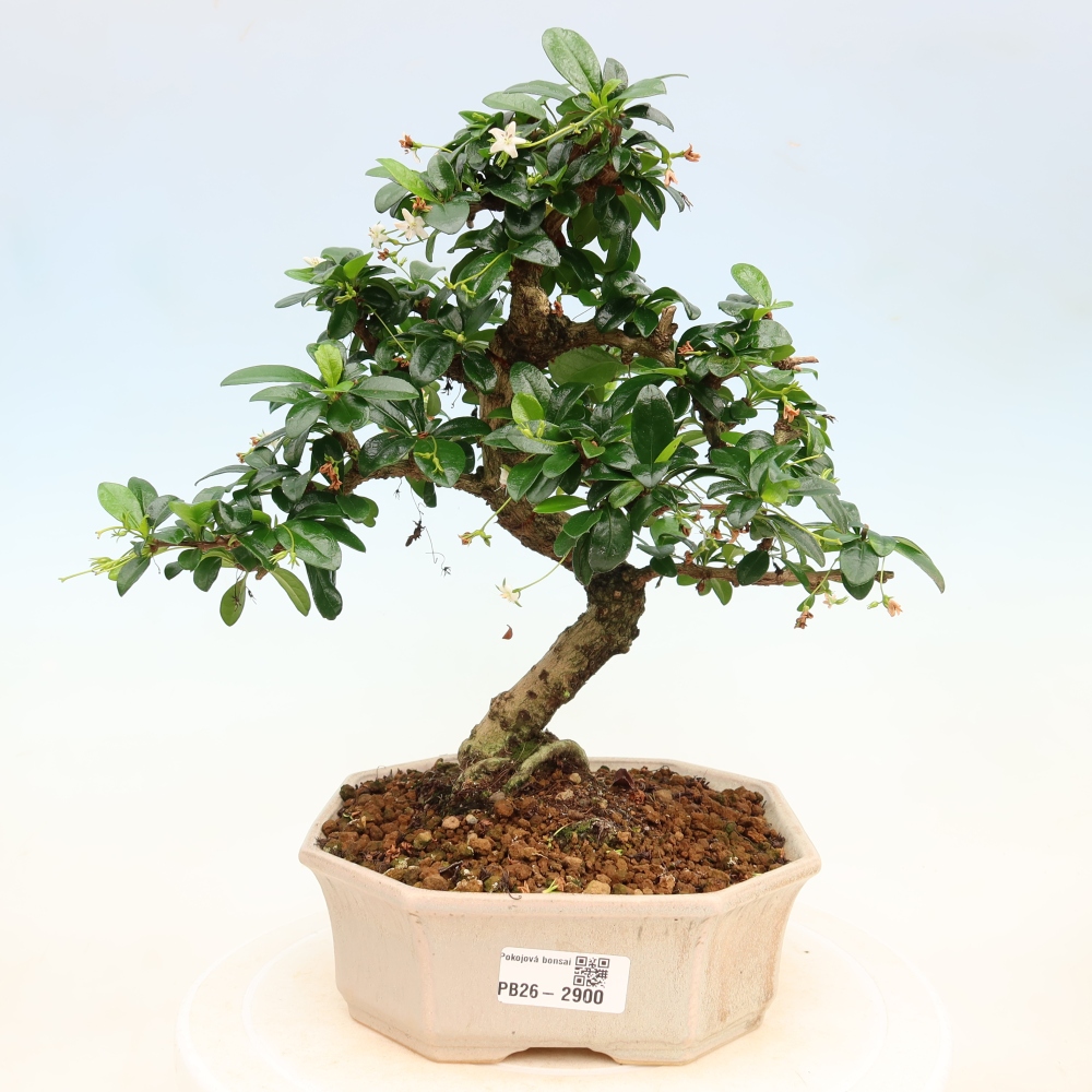 Izbové bonsaje - Carmona macrophylla - Tea fuki