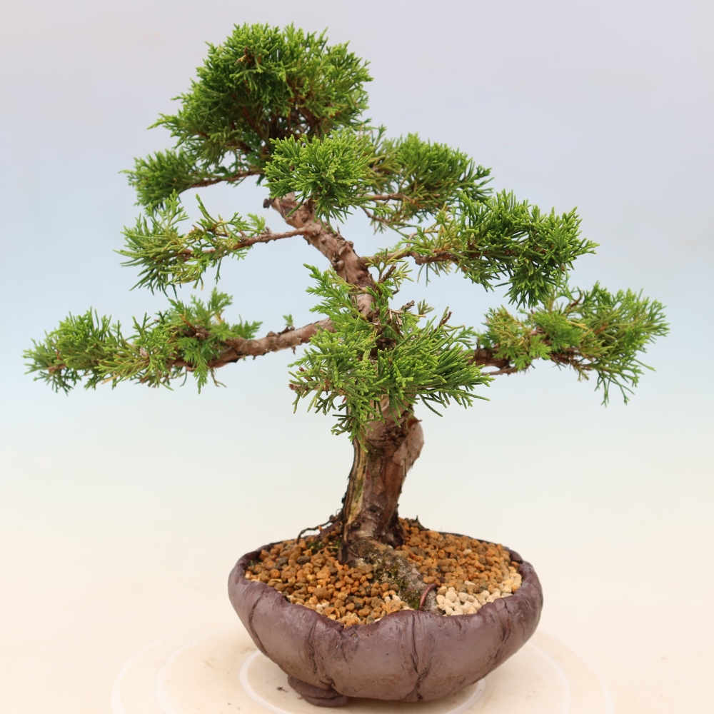 Vonkajší bonsaj - Juniperus chinensis Itoigawa