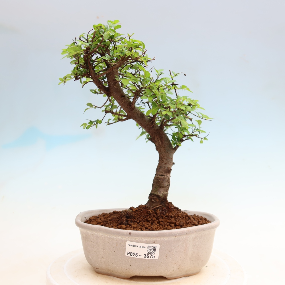 Izbový bonsaj - Ulmus parvifolia - brest malolistý