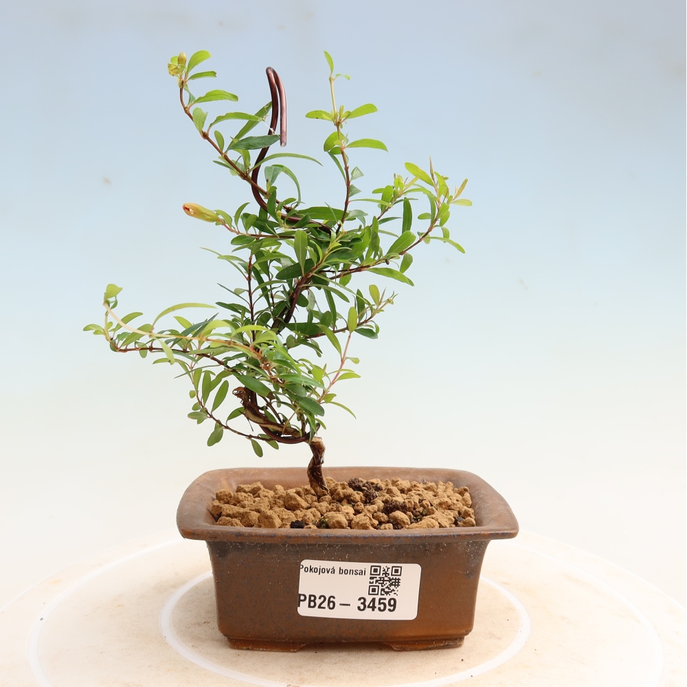 Izbový bonsaj-PUNICA granatum nana-Granátové jablko