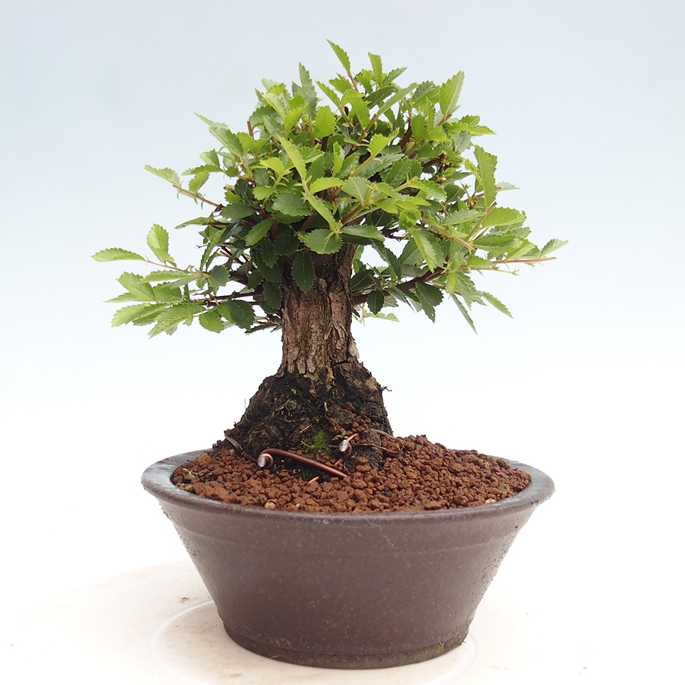 Vonkajšie bonsai - Zelkova - Zelkova Nirom