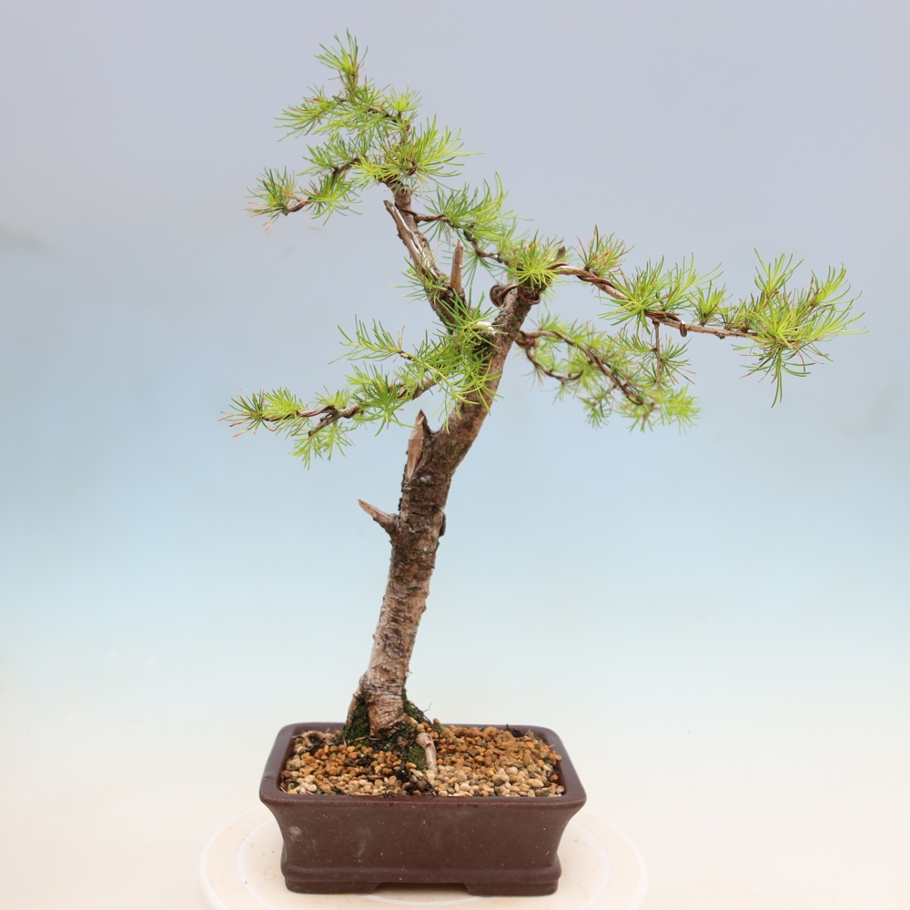 Vonkajšie bonsaje -Larix decidua - Smrekovec