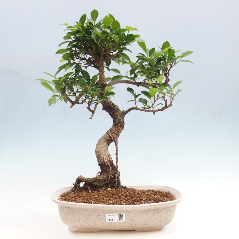 Izbová bonsai - Ficus kimmen - malolistý fikus