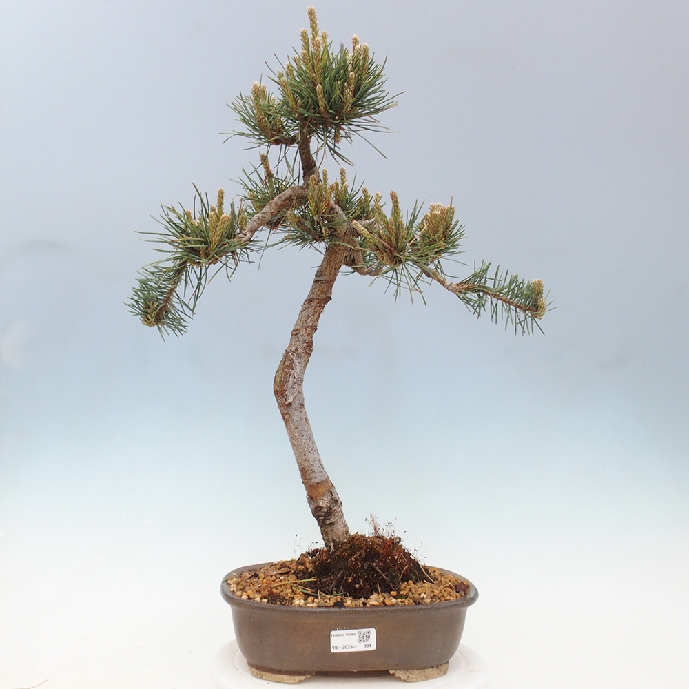 Vonkajšie bonsai - Pinus Sylvestris - Borovica lesná