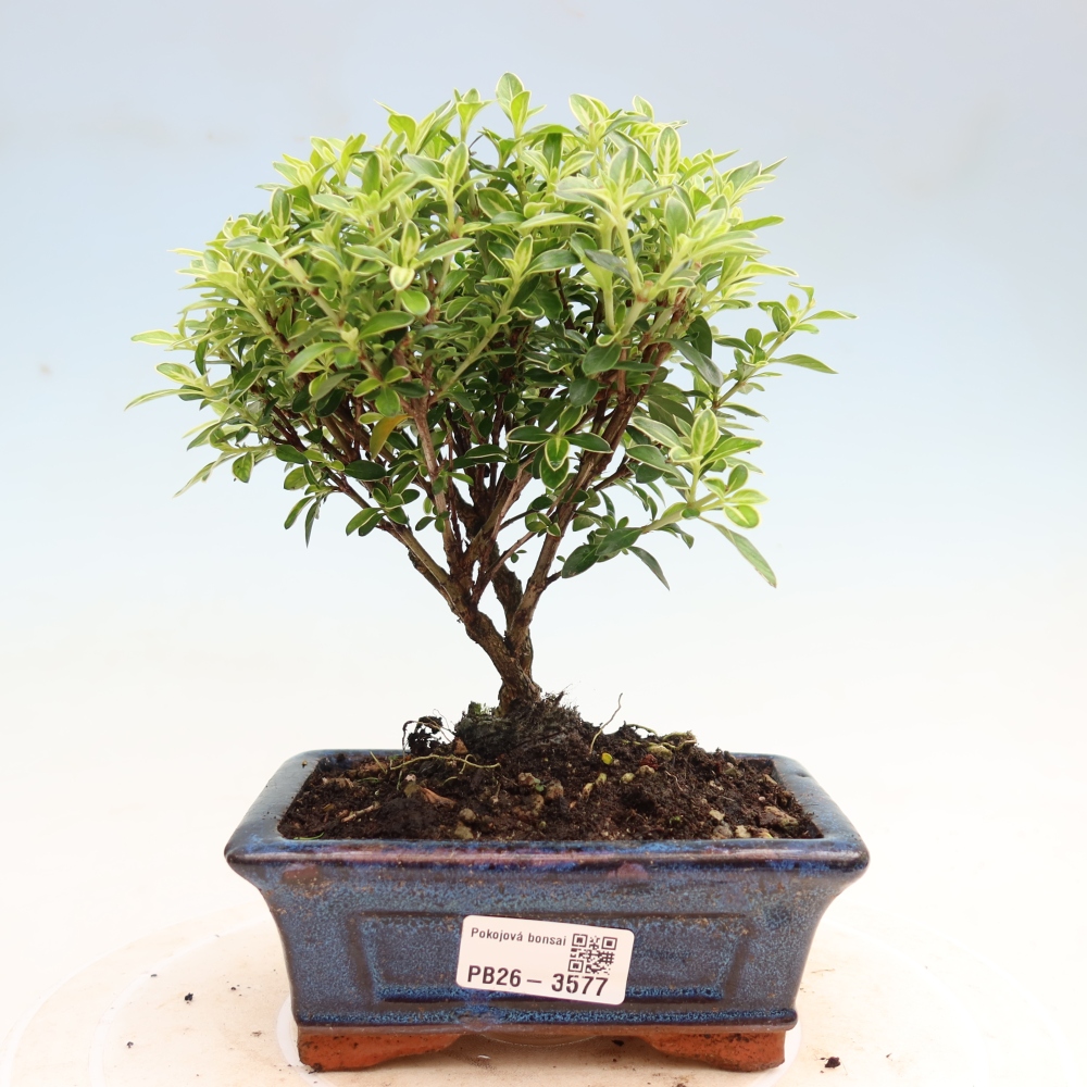 Izba bonsai – Serissa foetida Variegata – Strom tisíc hviezd