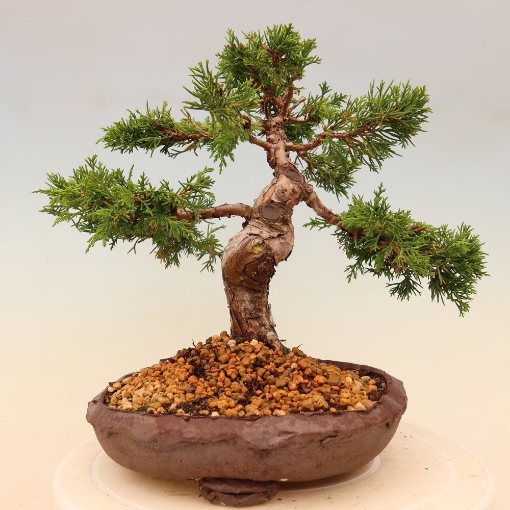 Vonkajší bonsaj - Juniperus chinensis Itoigawa