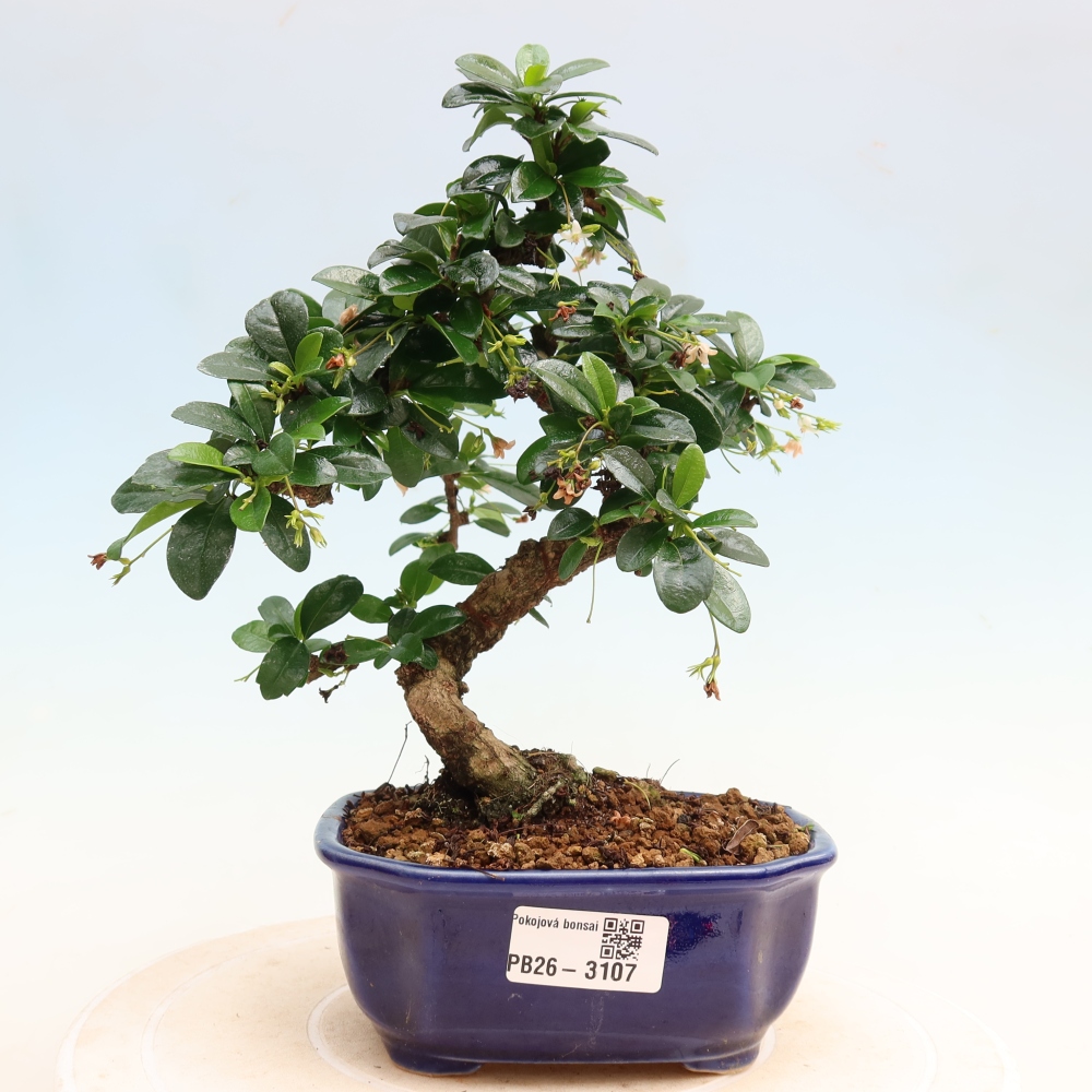 Izbové bonsaje - Carmona macrophylla - Tea fuki