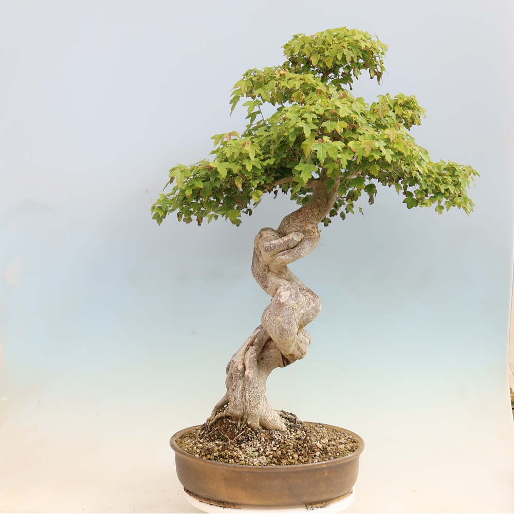 Vonkajšia bonsaj - Acer Buergerianum - Hamburgerový javor