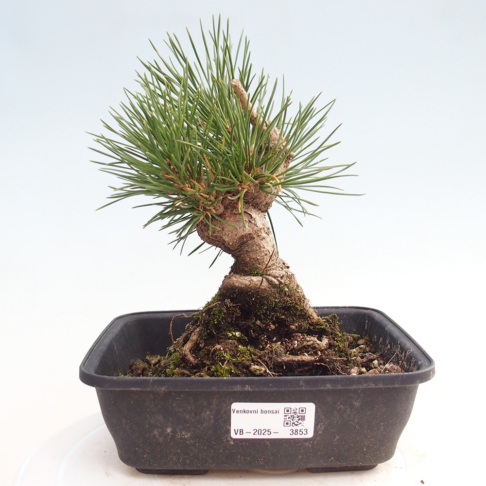 Vonkajšie bonsaje - Pinus thunbergii - borovica Thunbergova