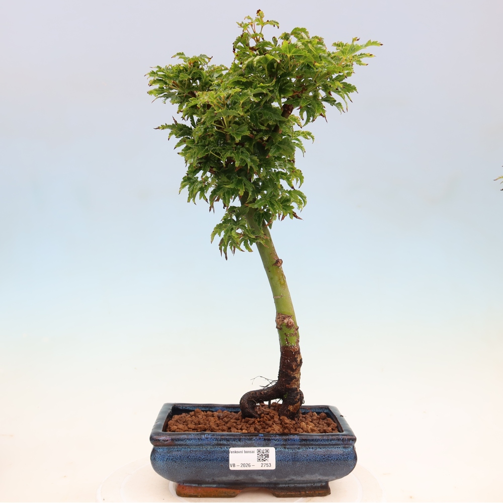 Vonkajšia bonsaj -Javorská palma Acer palmatum Shishigashira