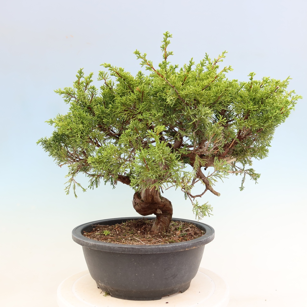 Vonkajší bonsai – Juniperus chinensis Itoigawa – čínsky jalovec