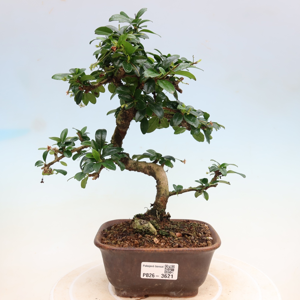 Izbové bonsaje - Carmona macrophylla - Tea fuki