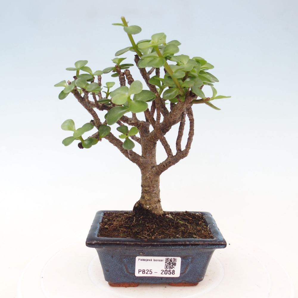 Izbová bonsai - Portulakaria Afra - Tlustice
