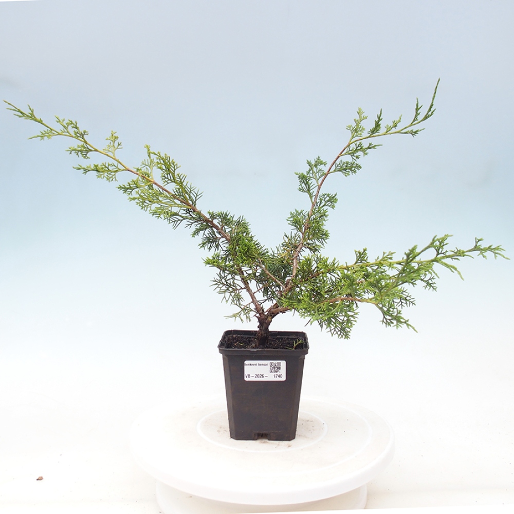 Vonkajší bonsaj - Juniperus chinensis Itoigawa