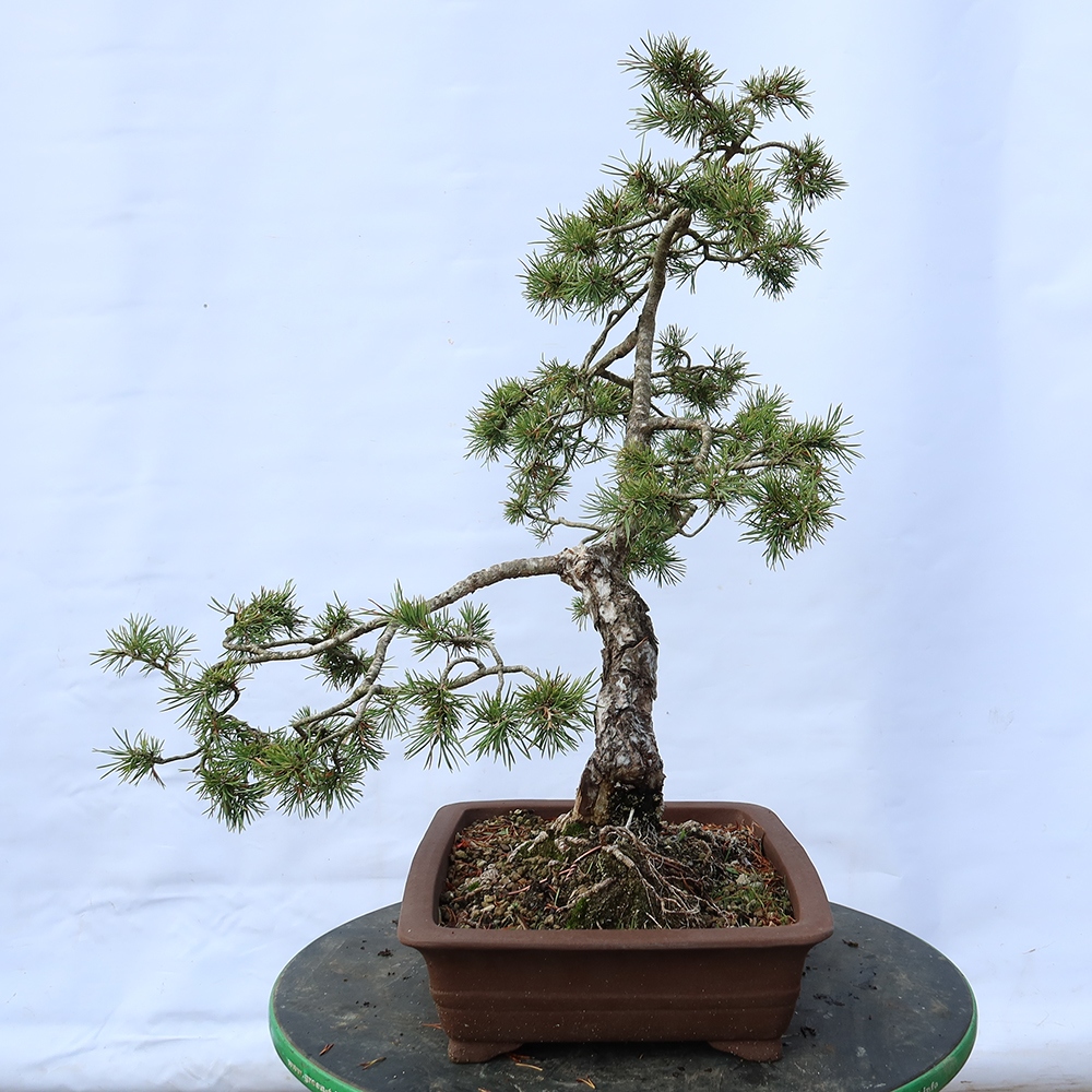 Pinus sylvestris Španielsko – borovica lesná