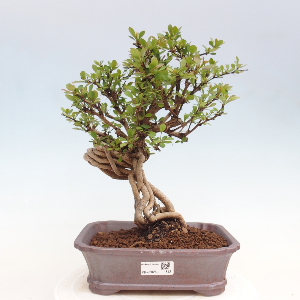 Vonkajšie bonsaje - Berberis coreana