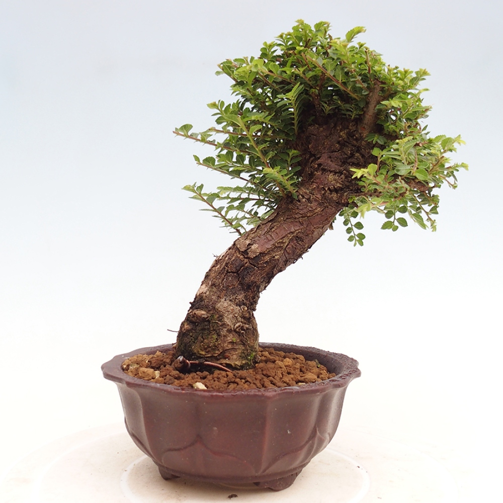 Vonkajší bonsai - Ulmus parvifolia Hokkaido - brest Činski