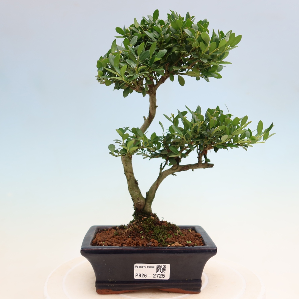 Izbový bonsaj - Ilex crenata - Cesmína