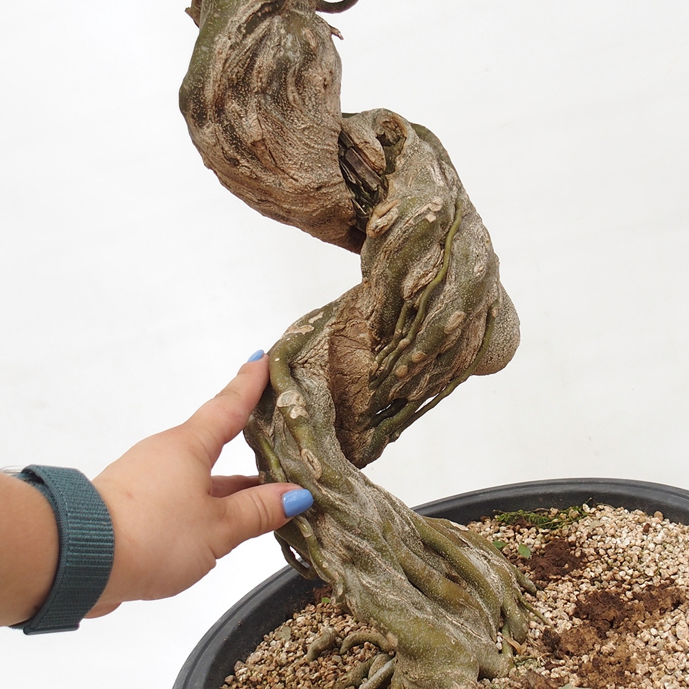 Vonkajšie bonsai - Javor Buergerianum - Javor Burgerův