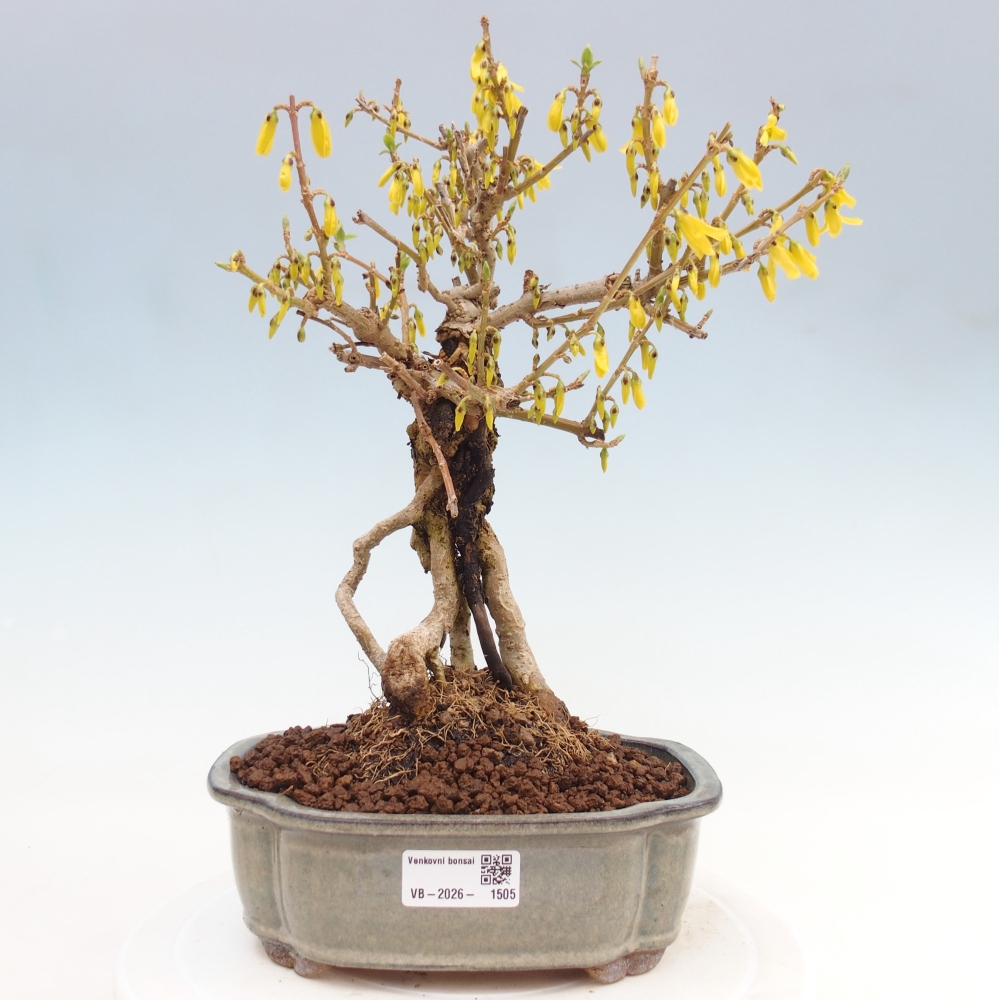 Vonkajšie bonsaje - Zlatice - Forsythia koreana