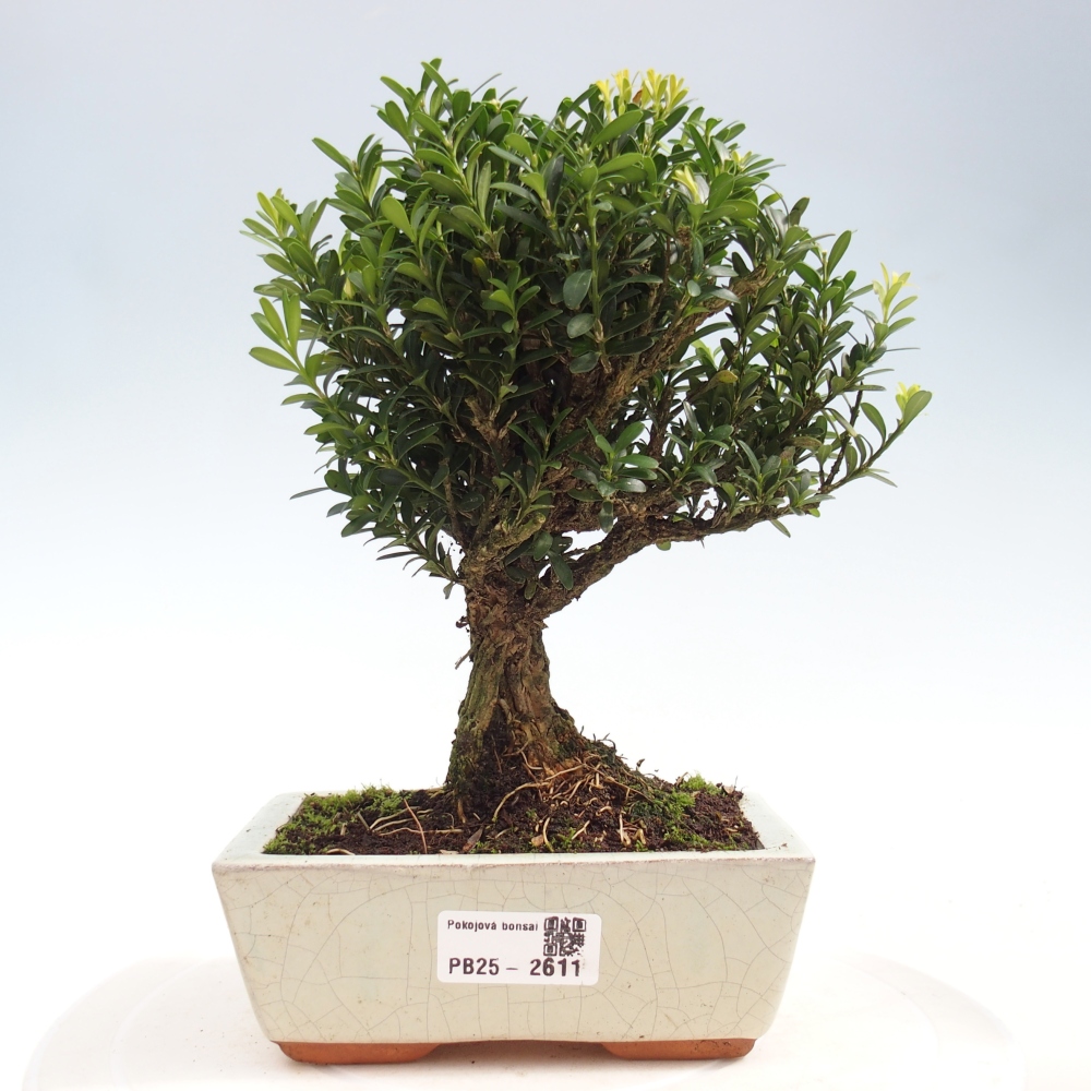 Izbová bonsai - Buxus harlandii -korkový buxus