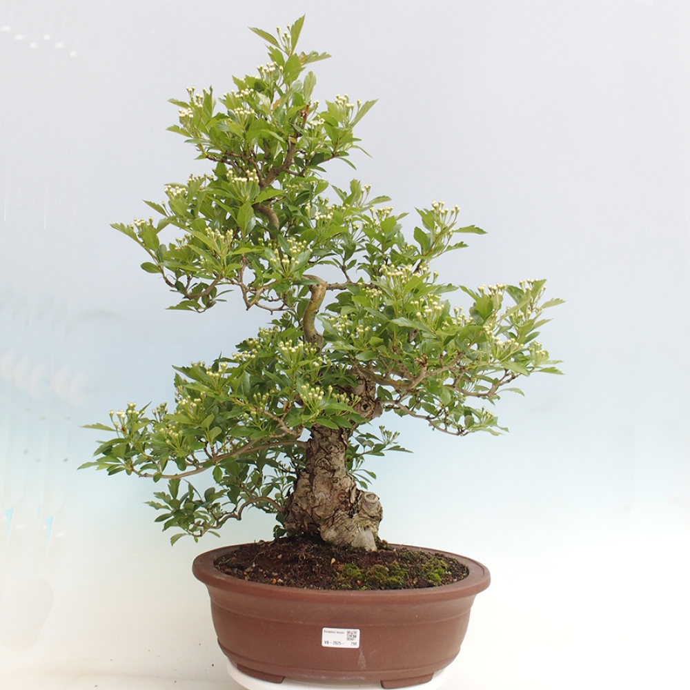 Vonkajší bonsai - Hloh klinovitý - Crataegus cuneata