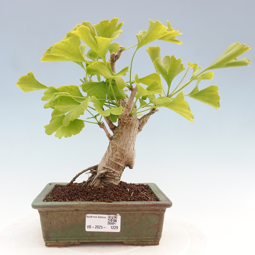 Vonkajší bonsai - Jinan dvojlaločný - Ginkgo biloba