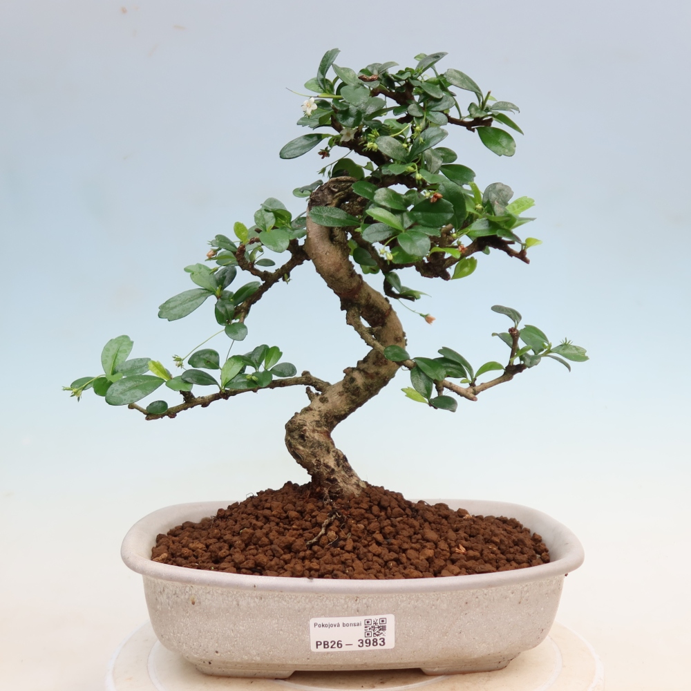 Izbové bonsaje - Carmona macrophylla - Tea fuki