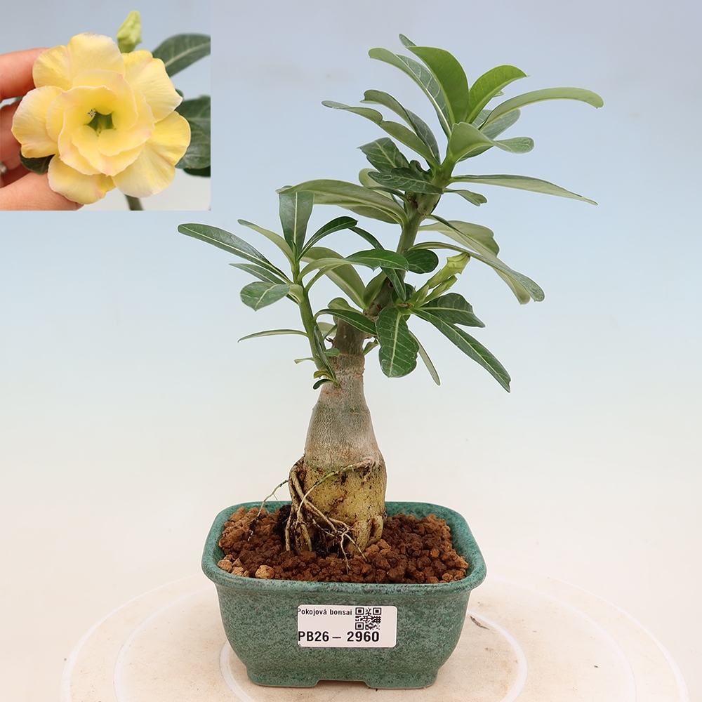 Izba bonsai – Adenium obesum, štepené Alonza – Púštna ruža