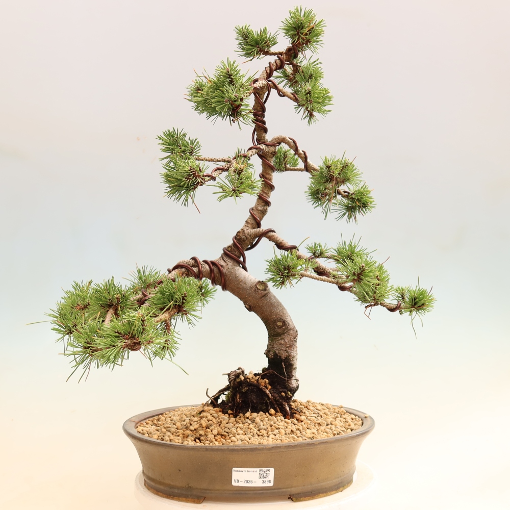 Vonkajšie bonsaje – Pinus mugo Humpy – borovica krivá