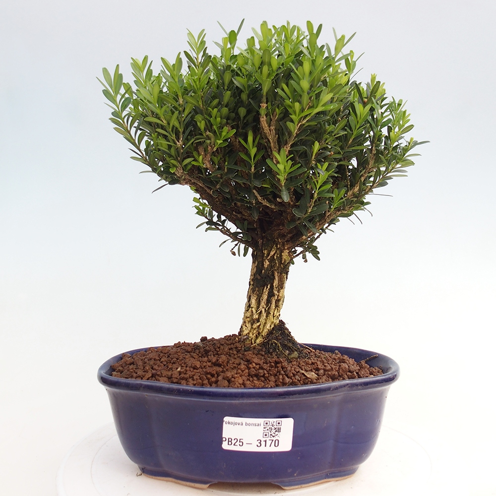 Izbová bonsai - Buxus harlandii - korkový buxus