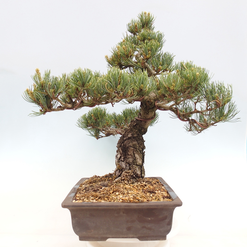 Vonkajšie bonsaje - Pinus parviflora - Pinus parviflora