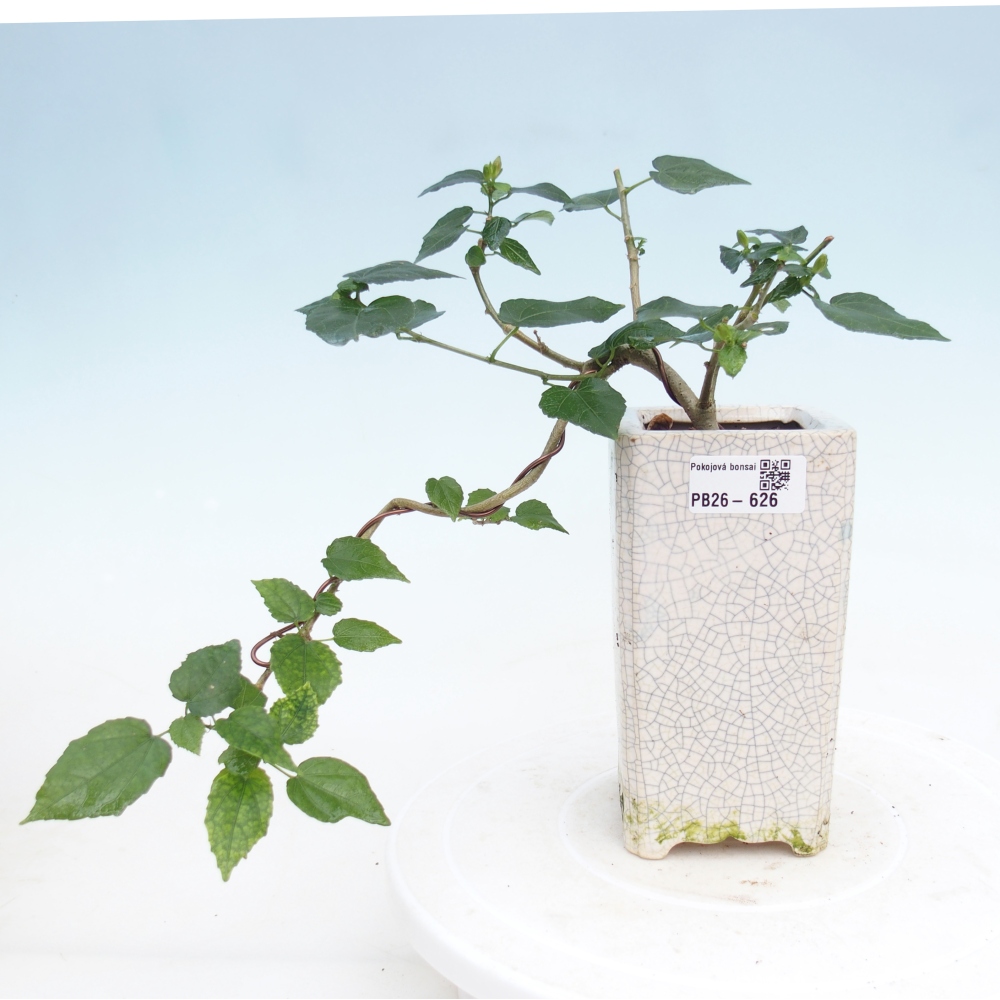 Izbový bonsaj - Malvaviscus arboreus