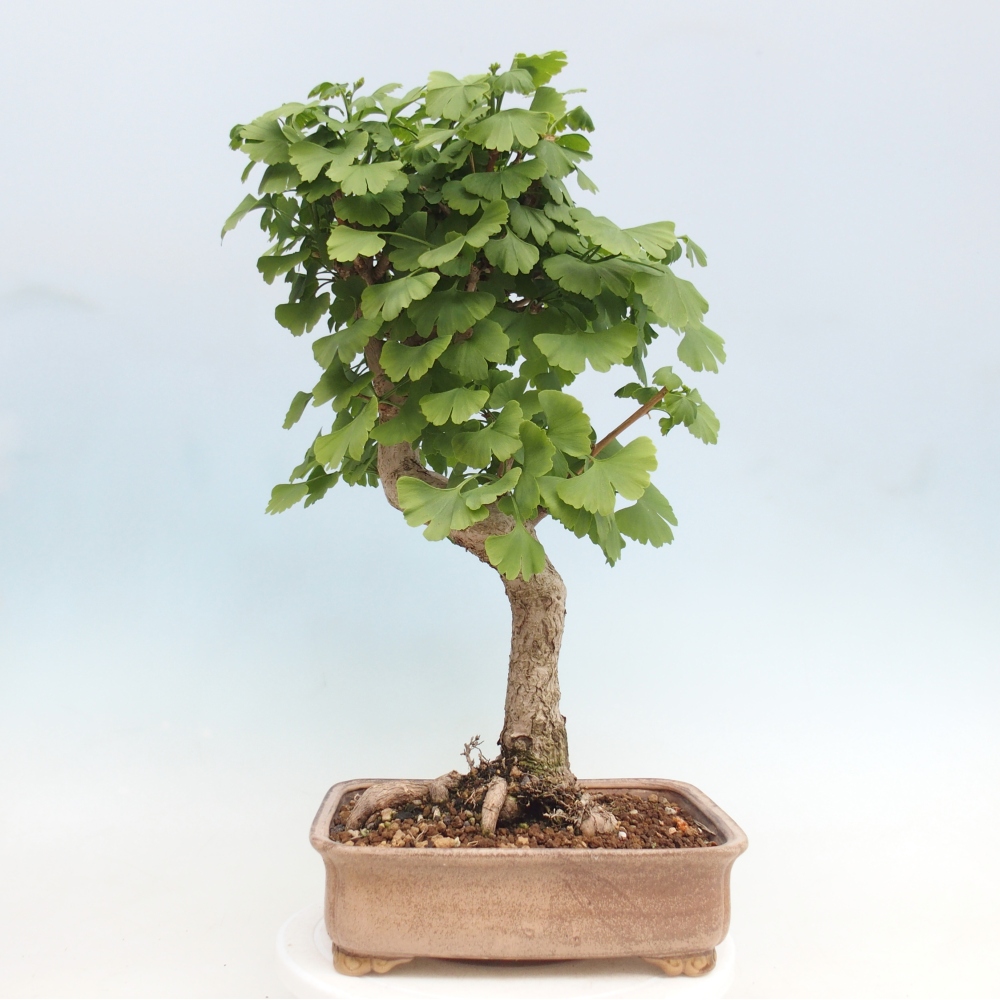 Vonkajšie bonsaje - Ginkgo biloba - Ginkgo biloba
