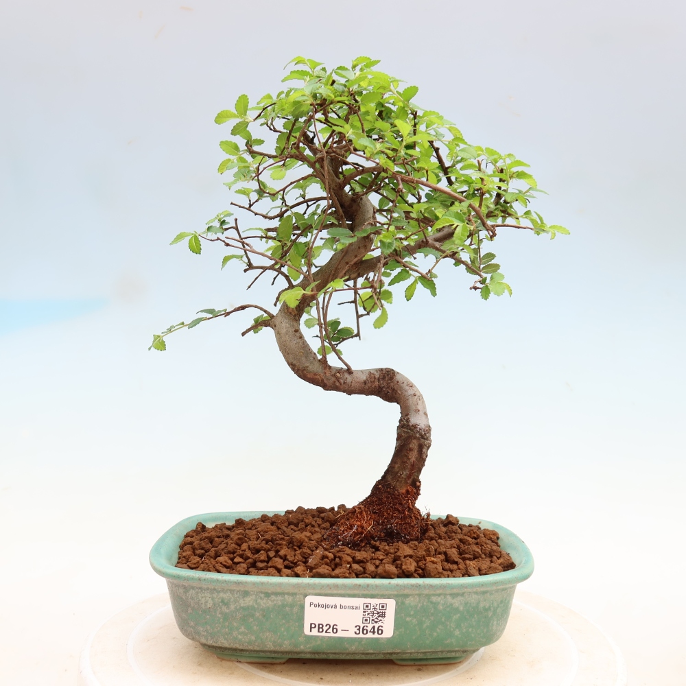 Izbový bonsaj - Ulmus parvifolia - brest malolistý
