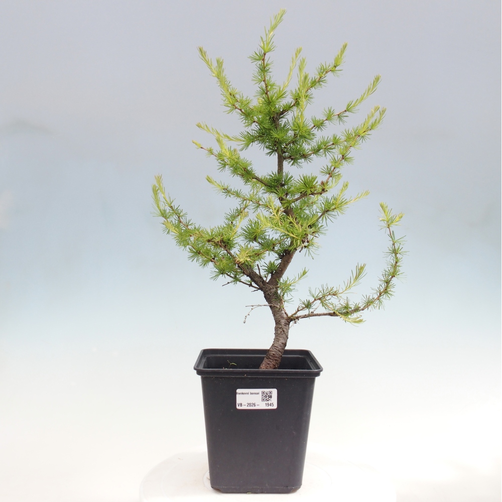 Vonkajšie bonsaje -Larix decidua - Smrekovec
