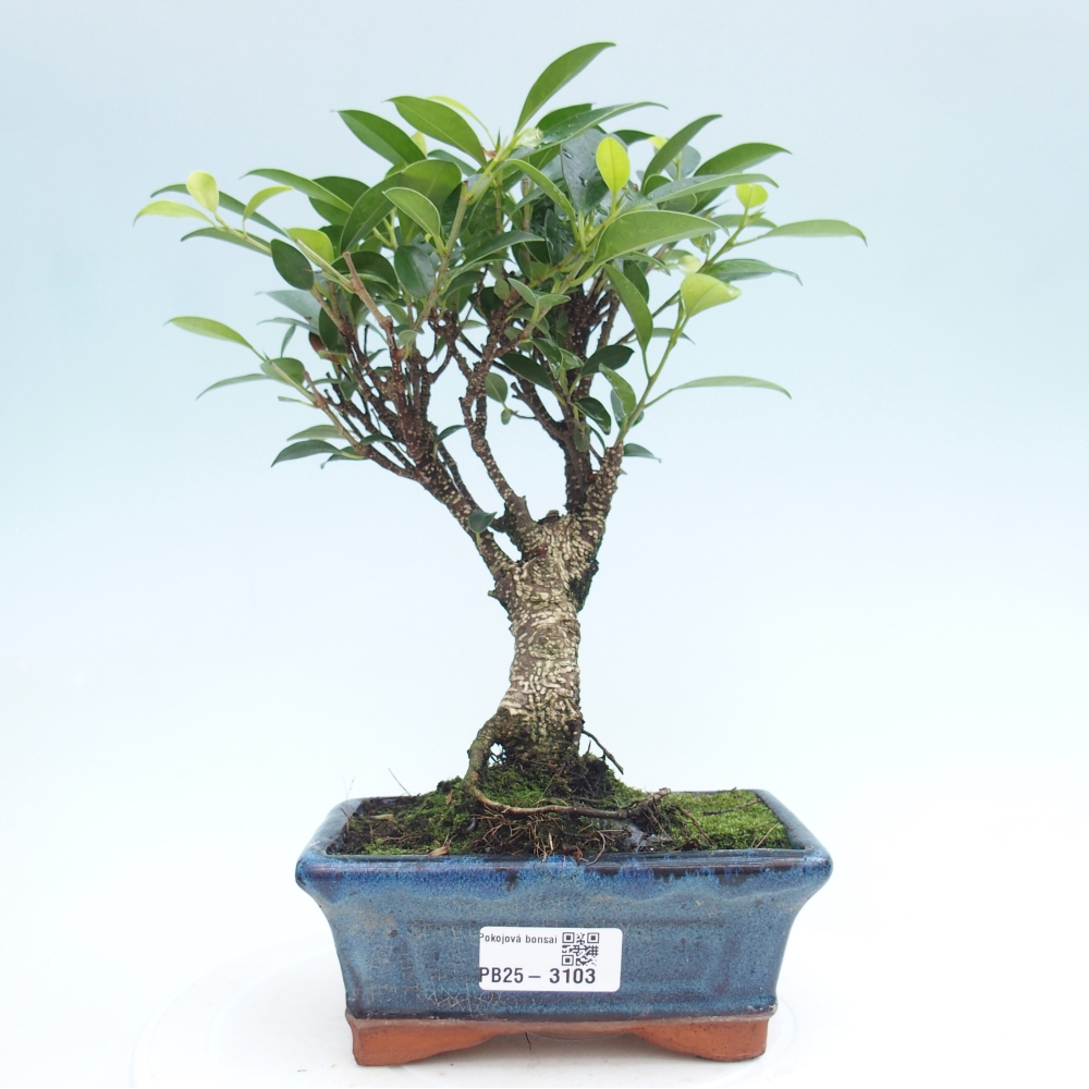 Izbová bonsai - Ficus retusa - malolistý fikus