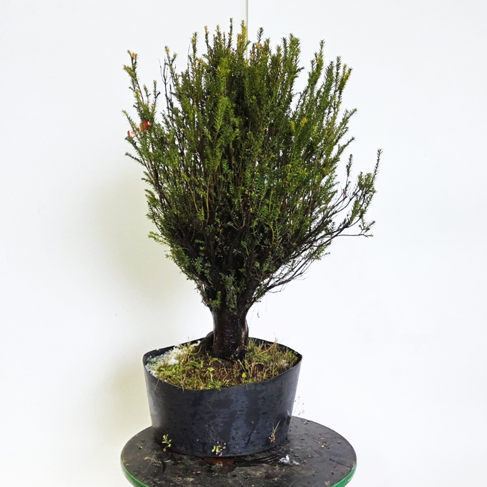 Vonkajší bonsaj japonský tis - Taxus cuspidata