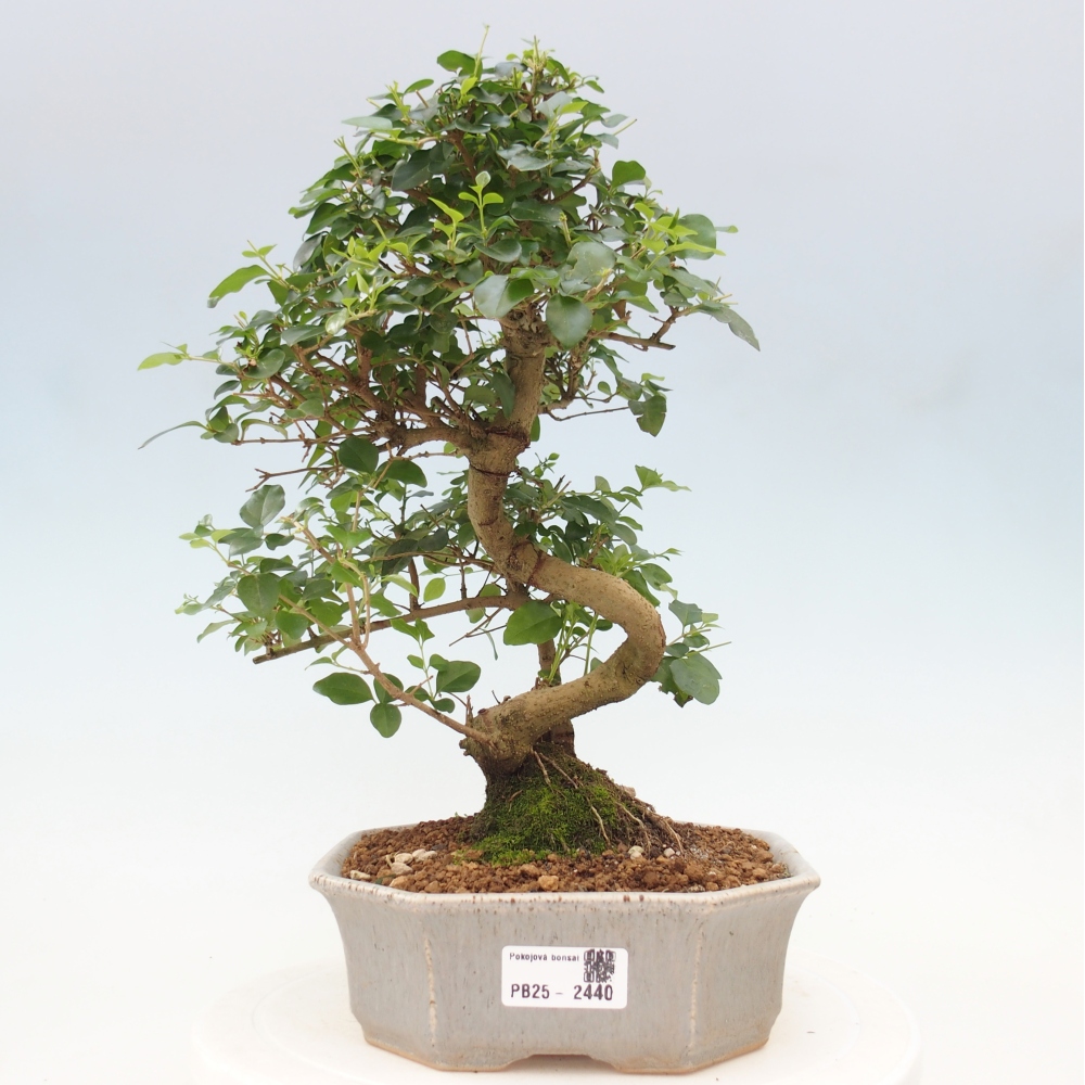 Izbová bonsai -Ligustrum chinensis - Vtáčí zob