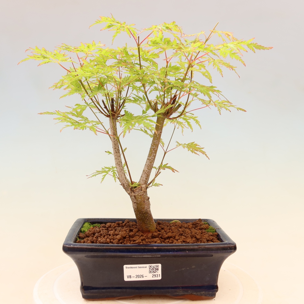 Vonkajší bonsai – Acer palmatum Dissectum – javor dlaňolistý 