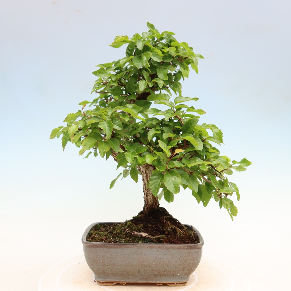 Vonkajší bonsaj -Carpinus coreana - Hrab kórejský