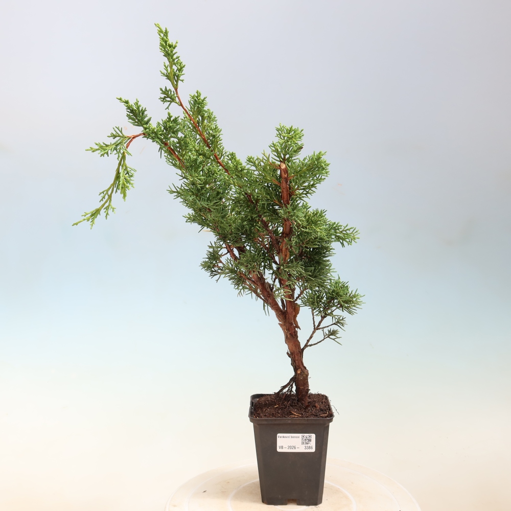 Vonkajší bonsaj - Juniperus chinensis Kishu