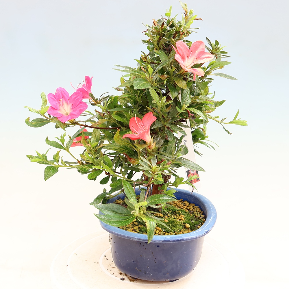Vonkajšie bonsaje - Japonské azalky - Azalea Beniko