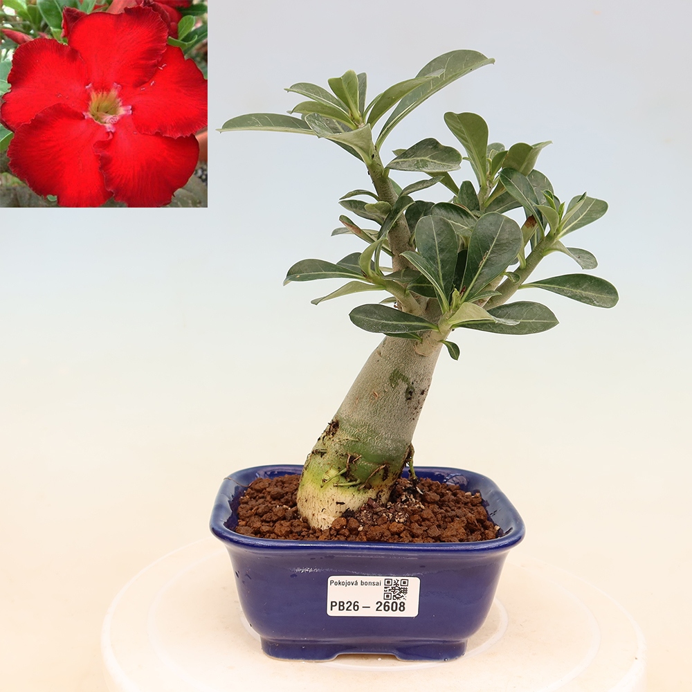 Izba bonsai – Adenium obesum Red Star – Púštna ruža