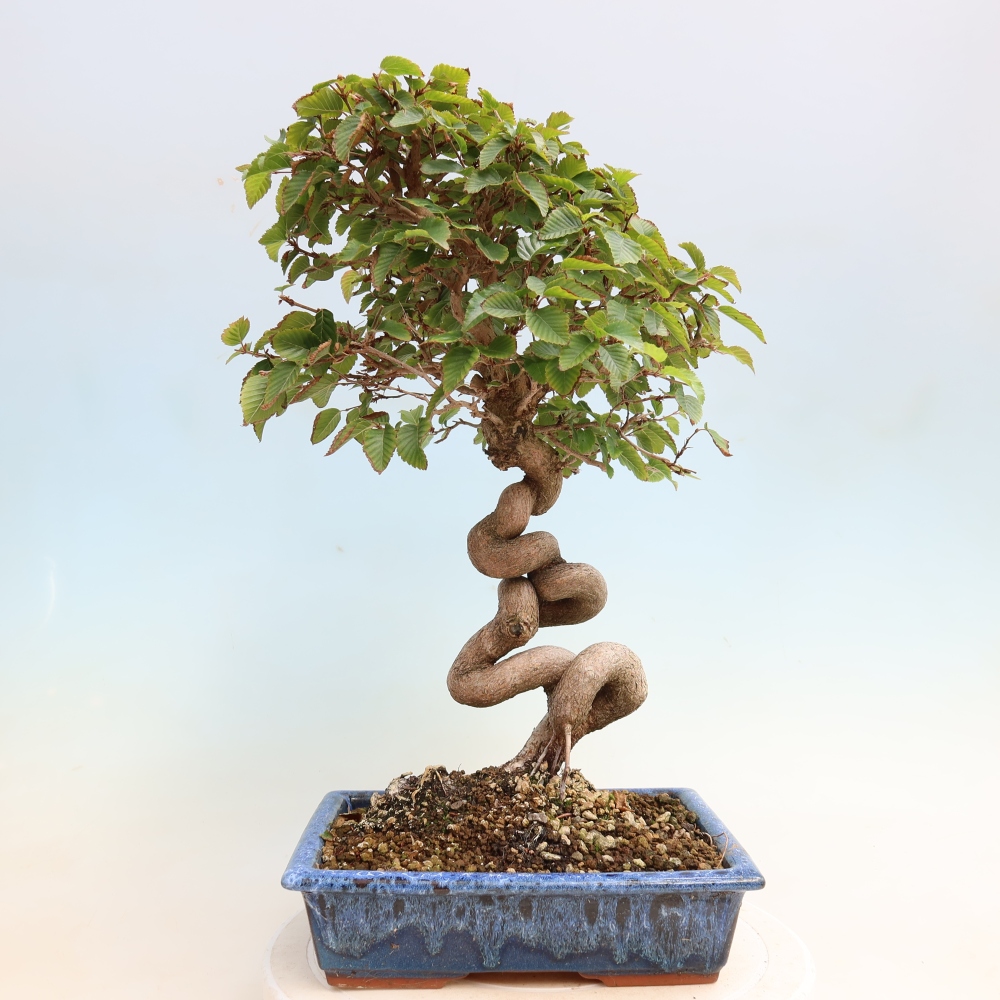 Vonkajšie bonsaje -Carpinus CARPINOIDES - Hrab kórejský
