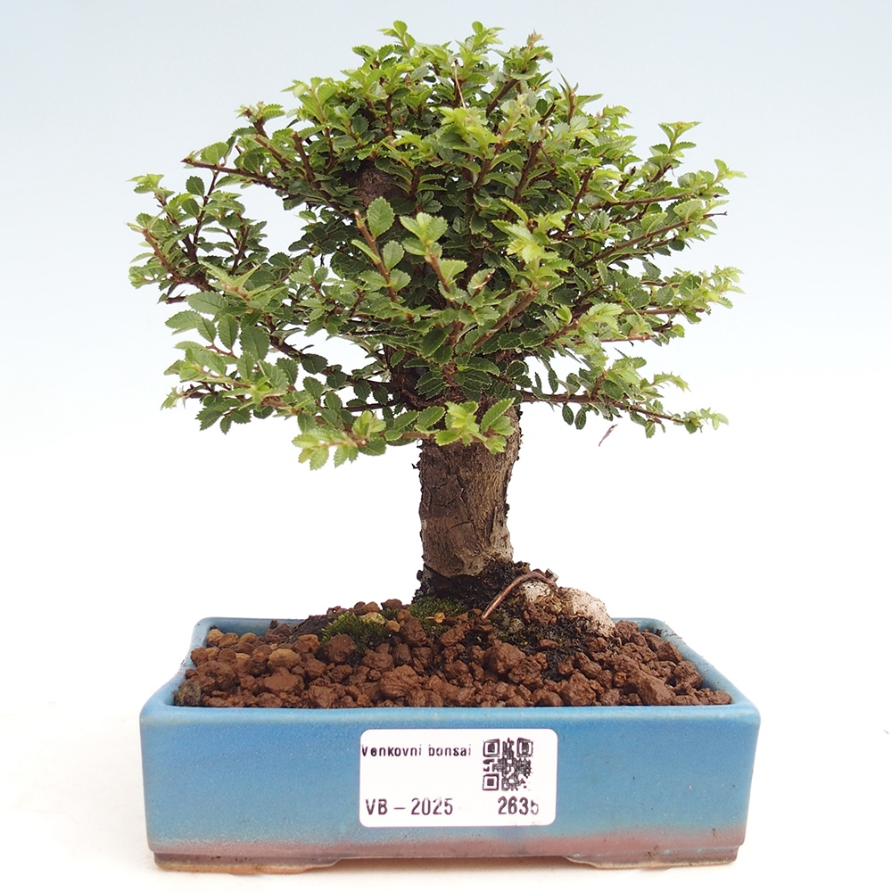 Vonkajší bonsai - Ulmus parvifolia Hokkaido - brest Čínsky