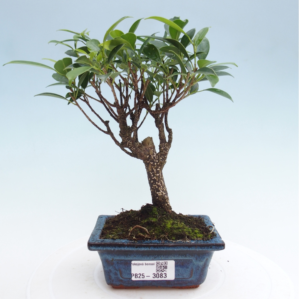 Izbová bonsai - Malolistý fikus - Ficus kimmen
